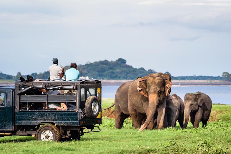 Wilpattu Safari Tour